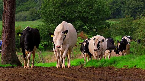 Holstein friesian cows walking to milking shed, Biddulph Hall farm, Biddulph, Staffordshire, England, United Kingdom